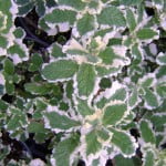 Variegated Mint