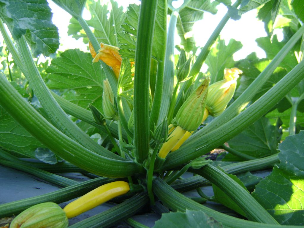 Dont Fear The Zucchini, Embrace It and Explore It!