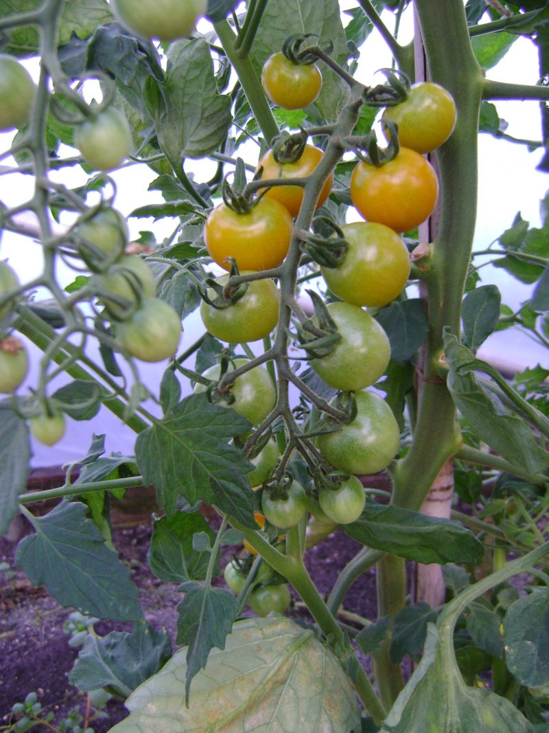 Afternoon Delight, Tomatoes, Homegrown and Full of Summer