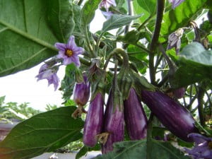 Fairy Tale Eggplant hang in clusters