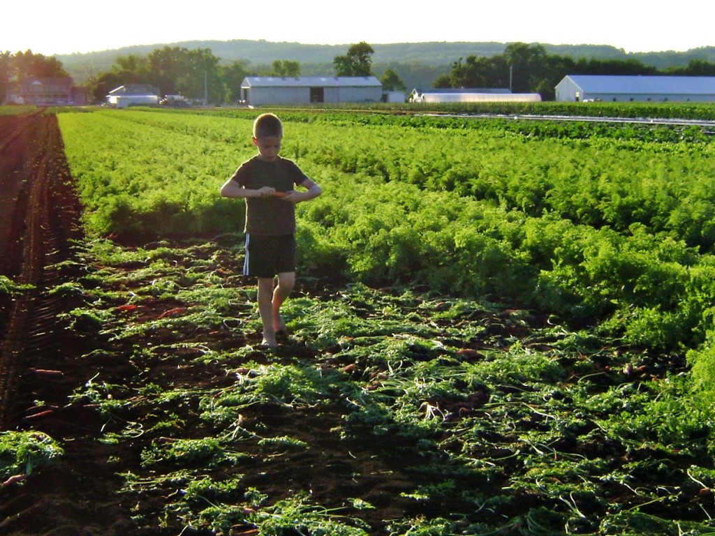 picking carrots