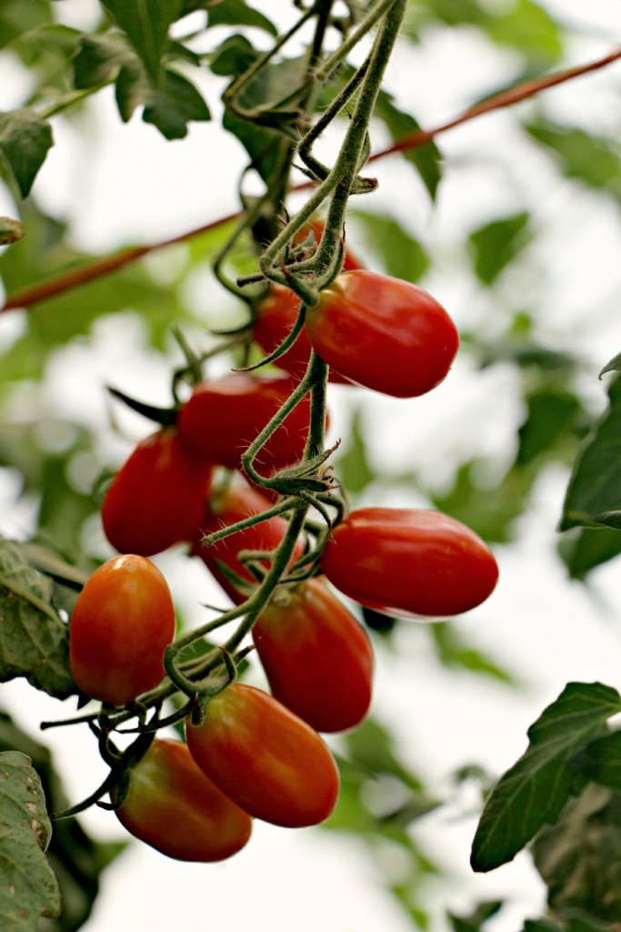 cherry plum tomatoes
