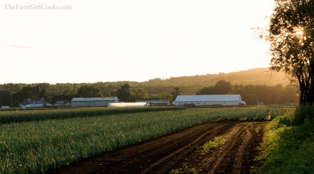 farm in june_MG_8378-2